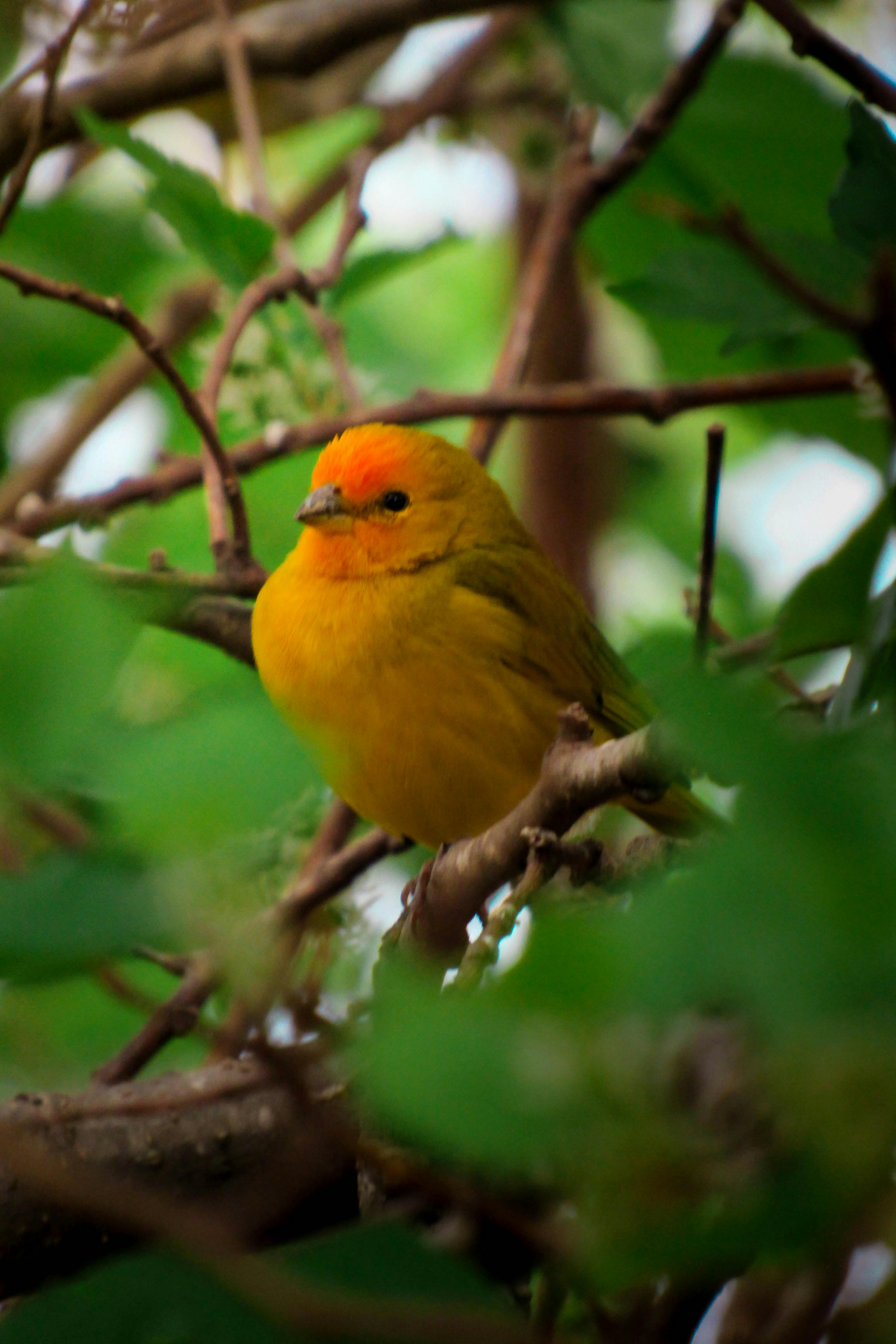 bird photographed by Nicoletto Photo and avaiable on Pexels.com