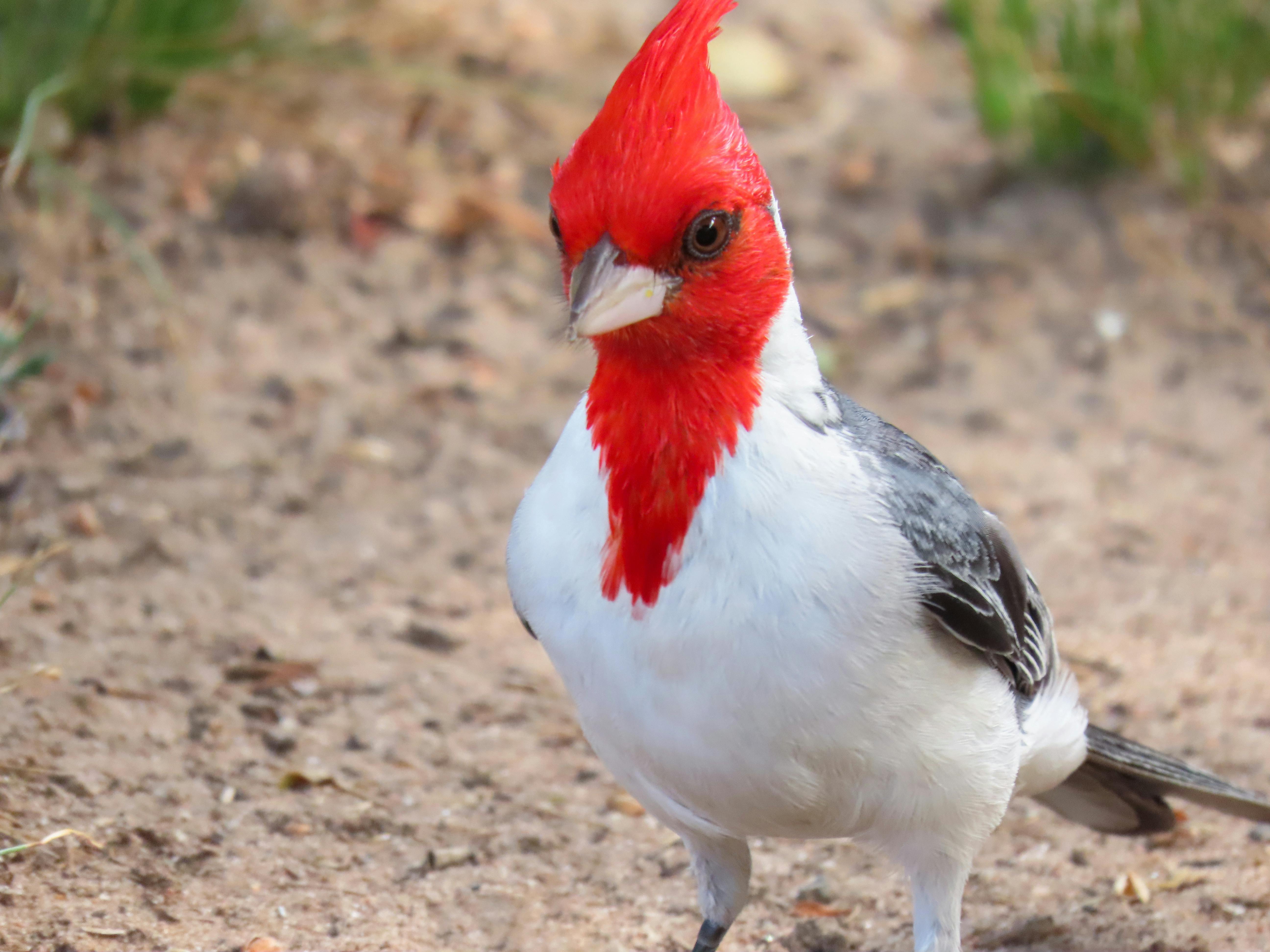 red headed and white body bird photographed by Patricia Nicoloso and avaiable at Pexels.com