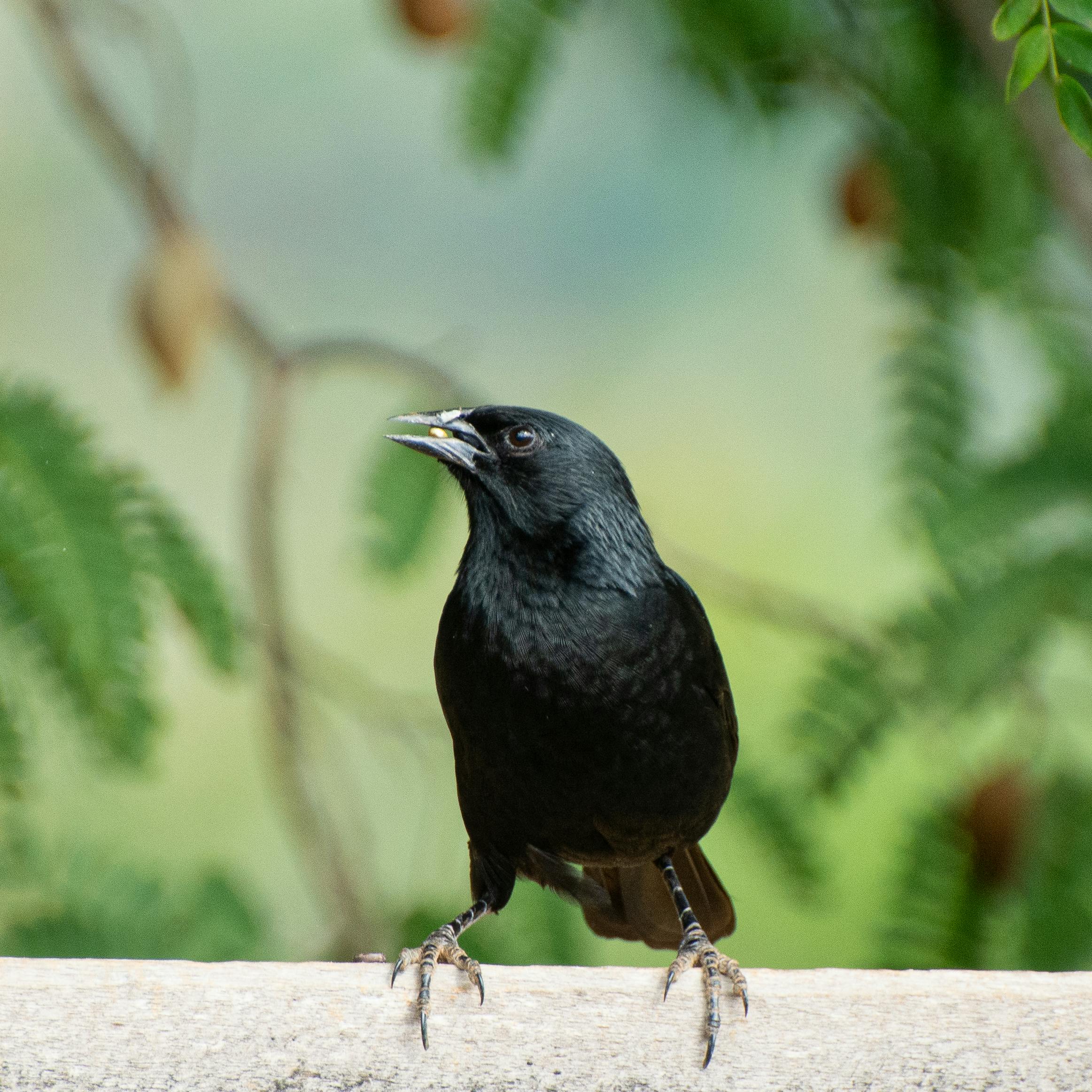 bird photographed by Rafael Barreto and avaiable on Pexels.com