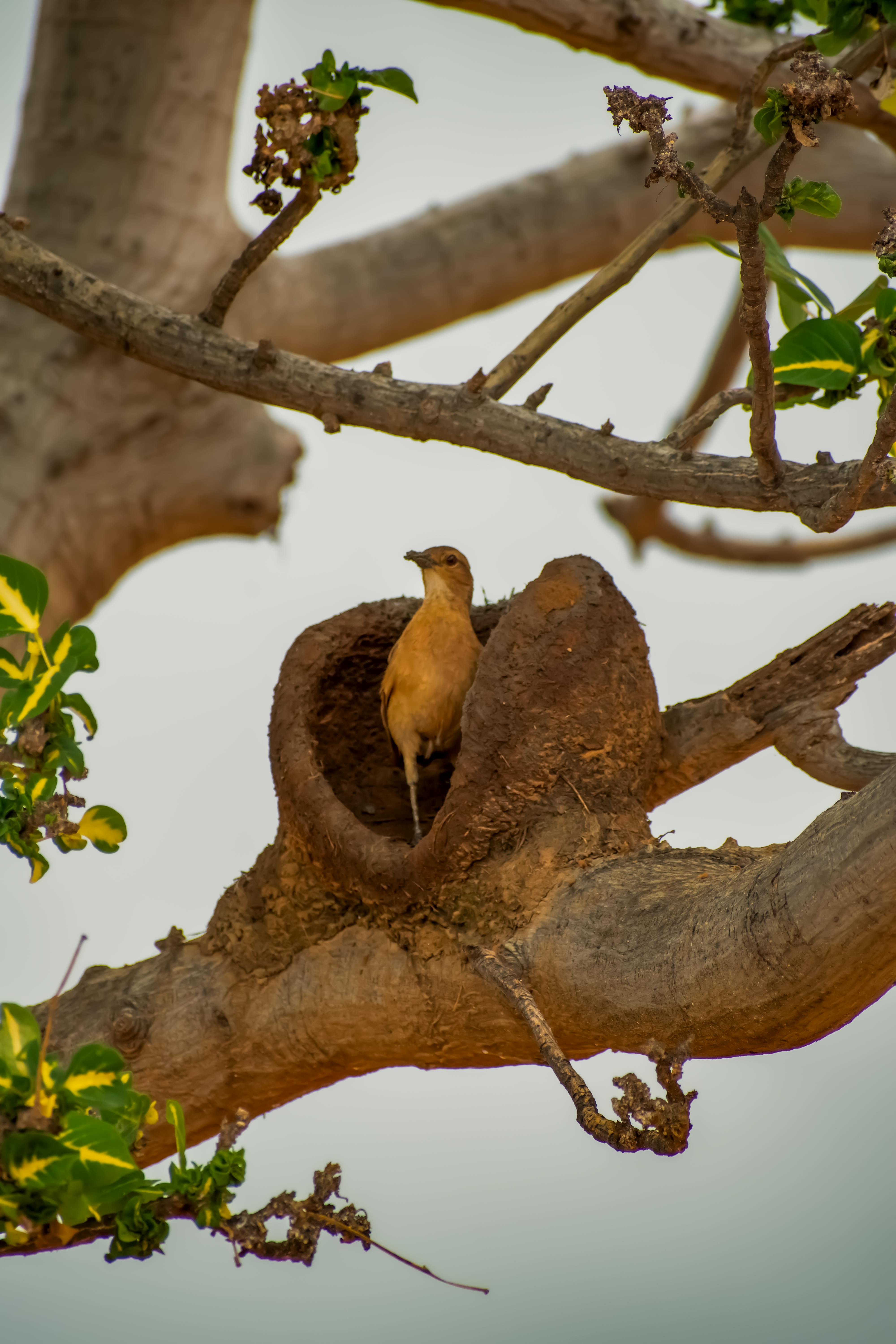 bird photographed by Thiago Paiva Dias and avaiable on Pexels.com
